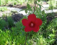 hibiscus coccineus 6-11a.jpg